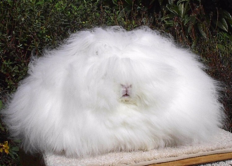 Пуховая порода белых ангорских кроликов