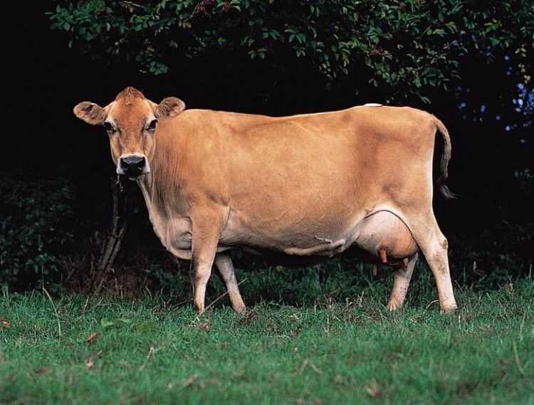 Джерсейская корова, вид сбоку
