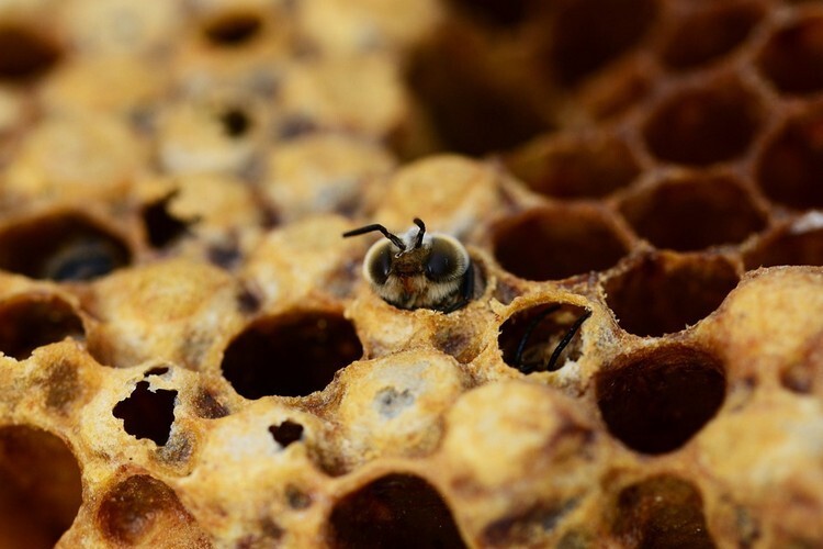 Пчела ворует мед