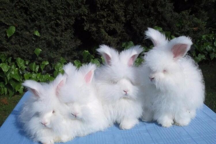 Ангорские кролики: описание породы, особенности содержания