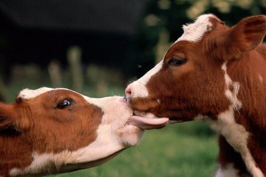 Коровы породы Айрширская: происхождение, характеристики, продуктивность, условия содержания