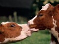Айрширские коровы - все о породе