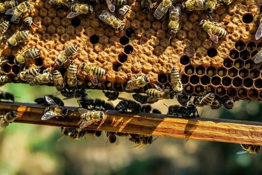 Правильное расширении пчелиных гнезд и формирование отводков
