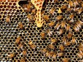 Подкормка пчел зимой, весной и осенью - 40 вопросов и ответов