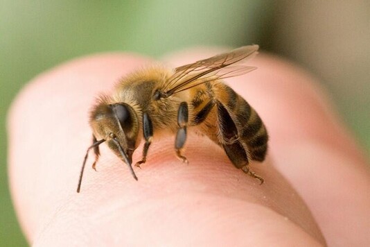 Пчелиный яд: 14 вопросов и ответов - влияние яда на организм, первая помощь после пчелиного укуса