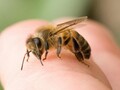 Пчелиный яд: 14 вопросов и ответов