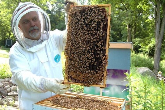 Племенная работа с пчелами - 34 вопроса и ответа