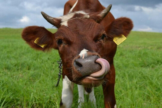Бестужевская порода коров - характеристики и фото