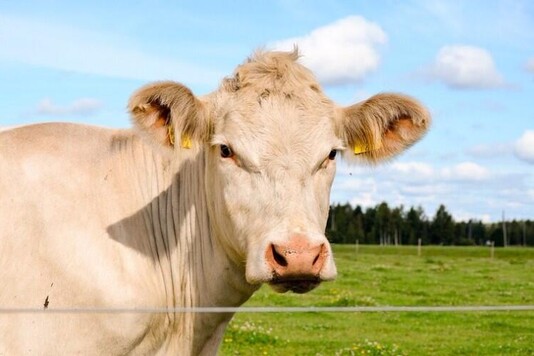 Французская порода коров шароле