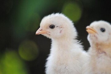 Кормление и световые режимы для выращивания яичных цыплят