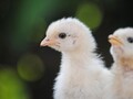 Кормление и световые режимы для выращивания яичных цыплят