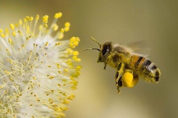 Пчелиная обножка - 12 вопросов и ответов