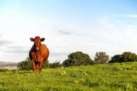 Красногорбатовская порода коров: характеристики и фото