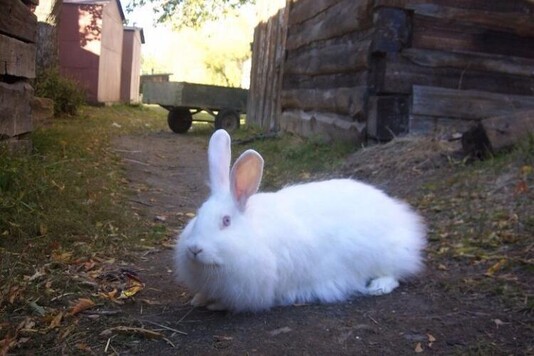Кролики породы белая пуховая