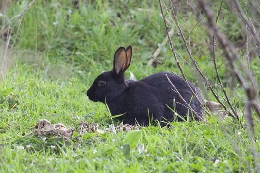 Кролики породы черно-бурый - фотографии и описание породы