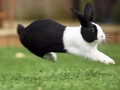 Голландские кролики - описание породы