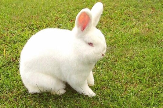 Кролики породы новозеландская белая - характеристики и фото