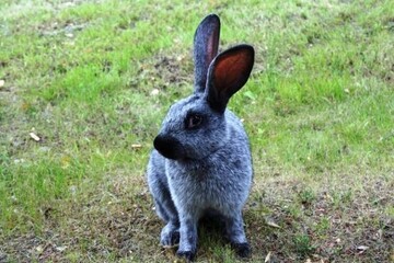 Кролики породы серебристый: описание вида и фотографии