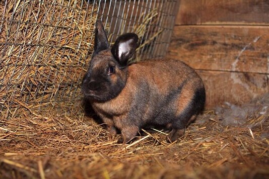 Кролики тюрингенской породы: описание и фото