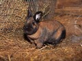 Тюрингенский кролик - описание породы