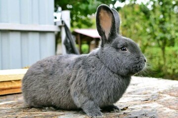 Венский голубой кролик - описание и характеристики породы