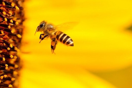 Рабочие пчелы — сильнейшее звено в системе улья