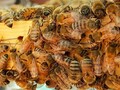 Пчелиная матка — 37 вопросов и ответов