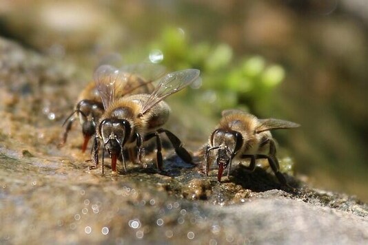 Трутни в пчелиной семье: значение самцов для жизни улья
