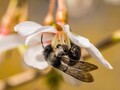 Пчелы-трутовки — 8 вопросов и ответов