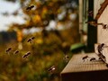 Роение пчел — 36 вопросов и ответов
