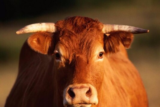 Красная степная порода коров: появление вида, внешние характеристики, описание, фоток