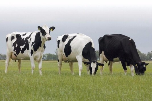 Тагильская порода коров: история развития, биологические и продуктивные характеристики