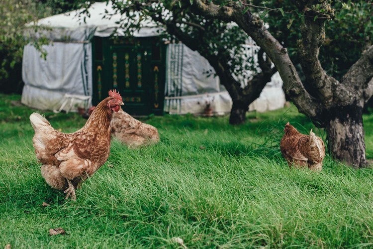Курицы гуляют по траве