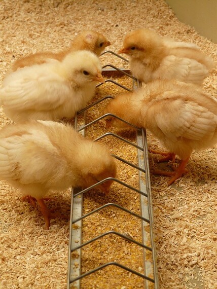 Цыплята клюют корм из кормушки