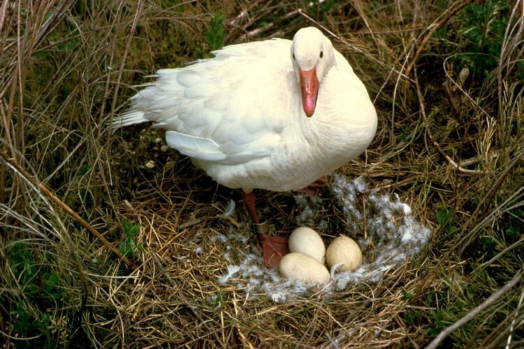 Гусыня рядом с гнездом с яйцами