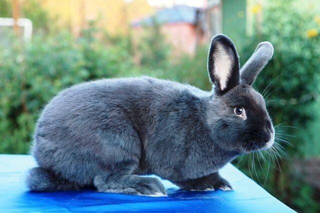 Фото венского голубого кролика