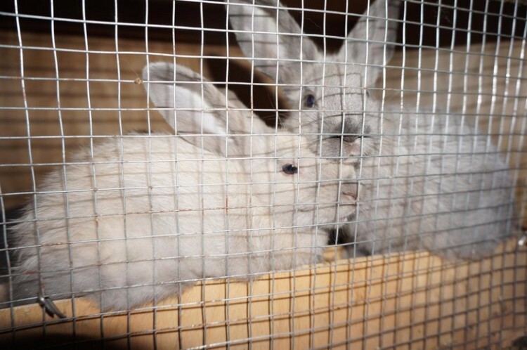 Кролики породы советский мардер в клетке