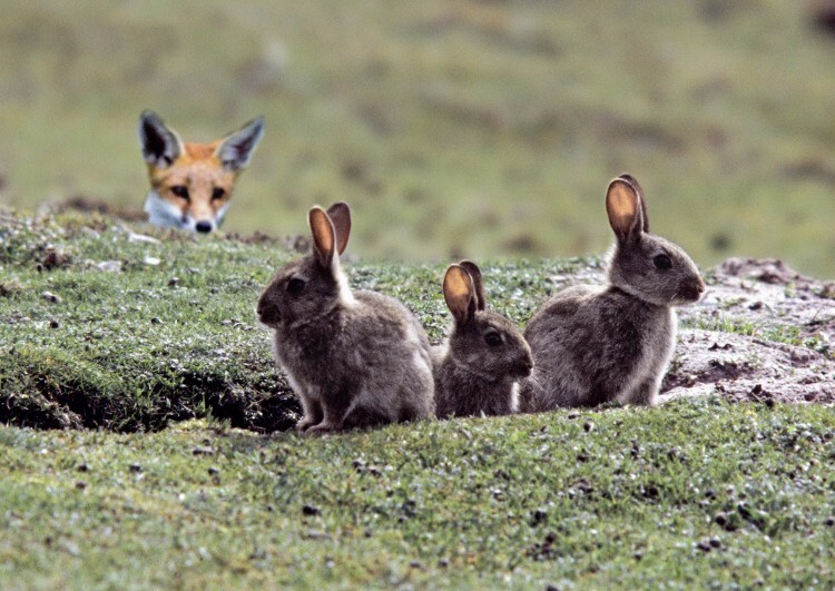 Кролики породы советский мардер в условиях дикой природы