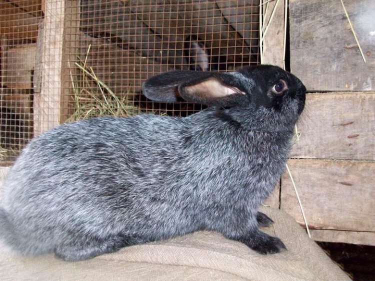 Кролики породы серебристый