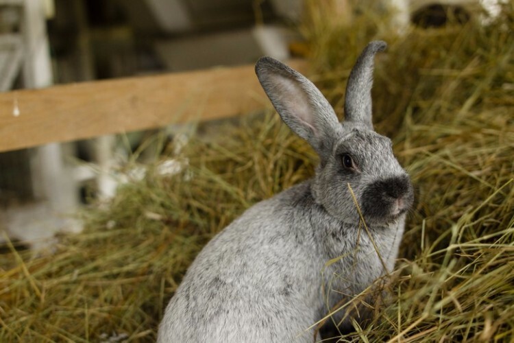 Кролики породы серебристый на сене