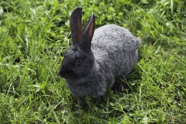 Кролики породы серебристый в траве