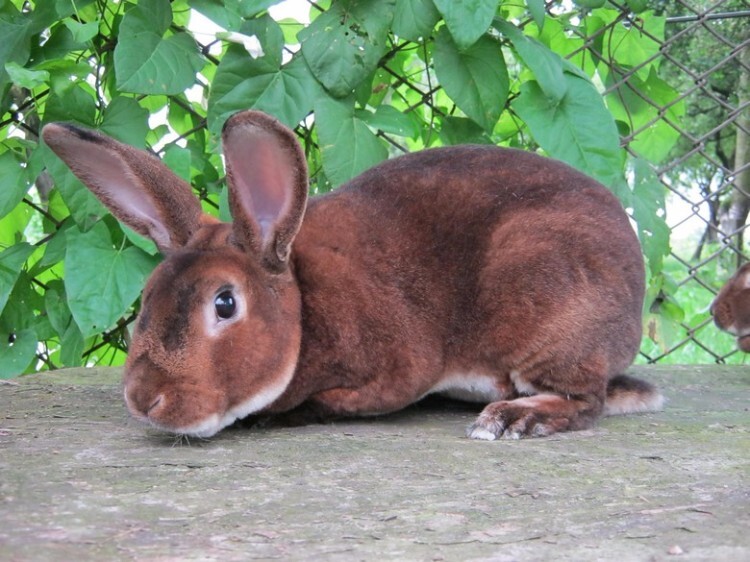 Кролик рекс коричневого окраса