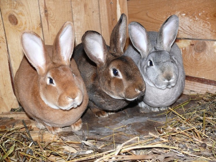 Три кролика породы рекс
