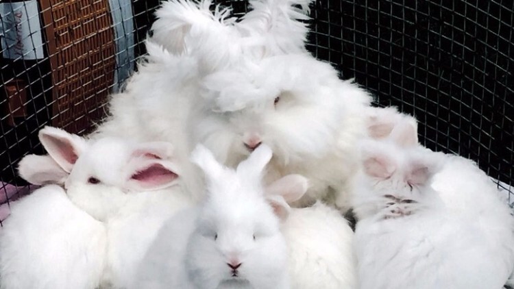 Кролики породы белая пуховая в клетке