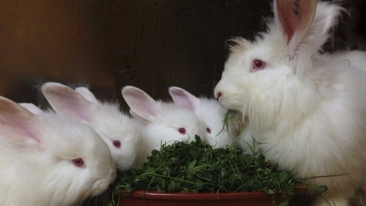 Кролики породы белая пуховая едят травку