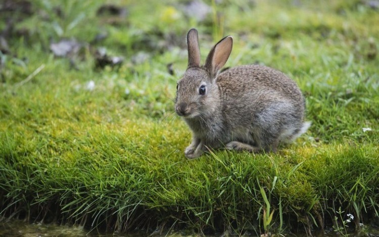 Кролик породы белка со светло-серым окрасом