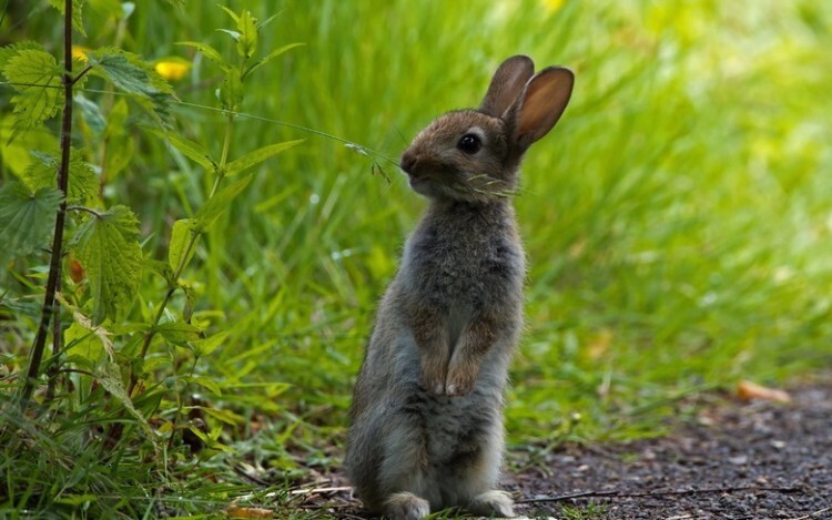 Кролик породы белка ест травку