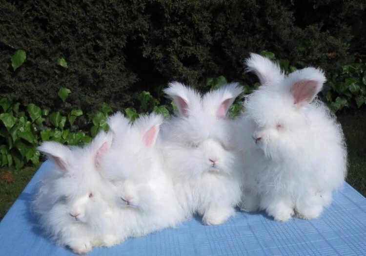 Декоративные ангорские кролики