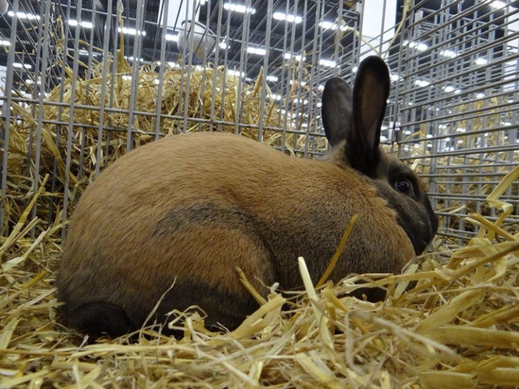 Тюрингенский кролик сидит в клетке