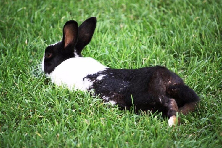 Голландский кролик отдыхает на траве